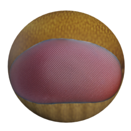 hatshj_facette_eye_2.png